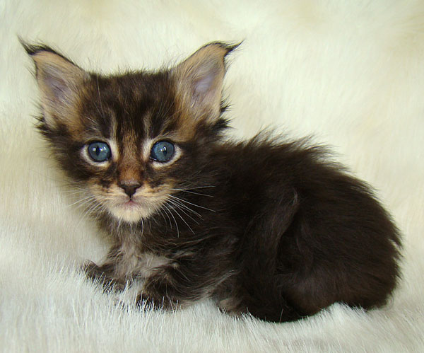     Catsvill County!   !    !       !!!    Catsvill County +7-926-544-74-09     .   ,   ,   ,    ,   ,  ,     ,   -,    ,   !